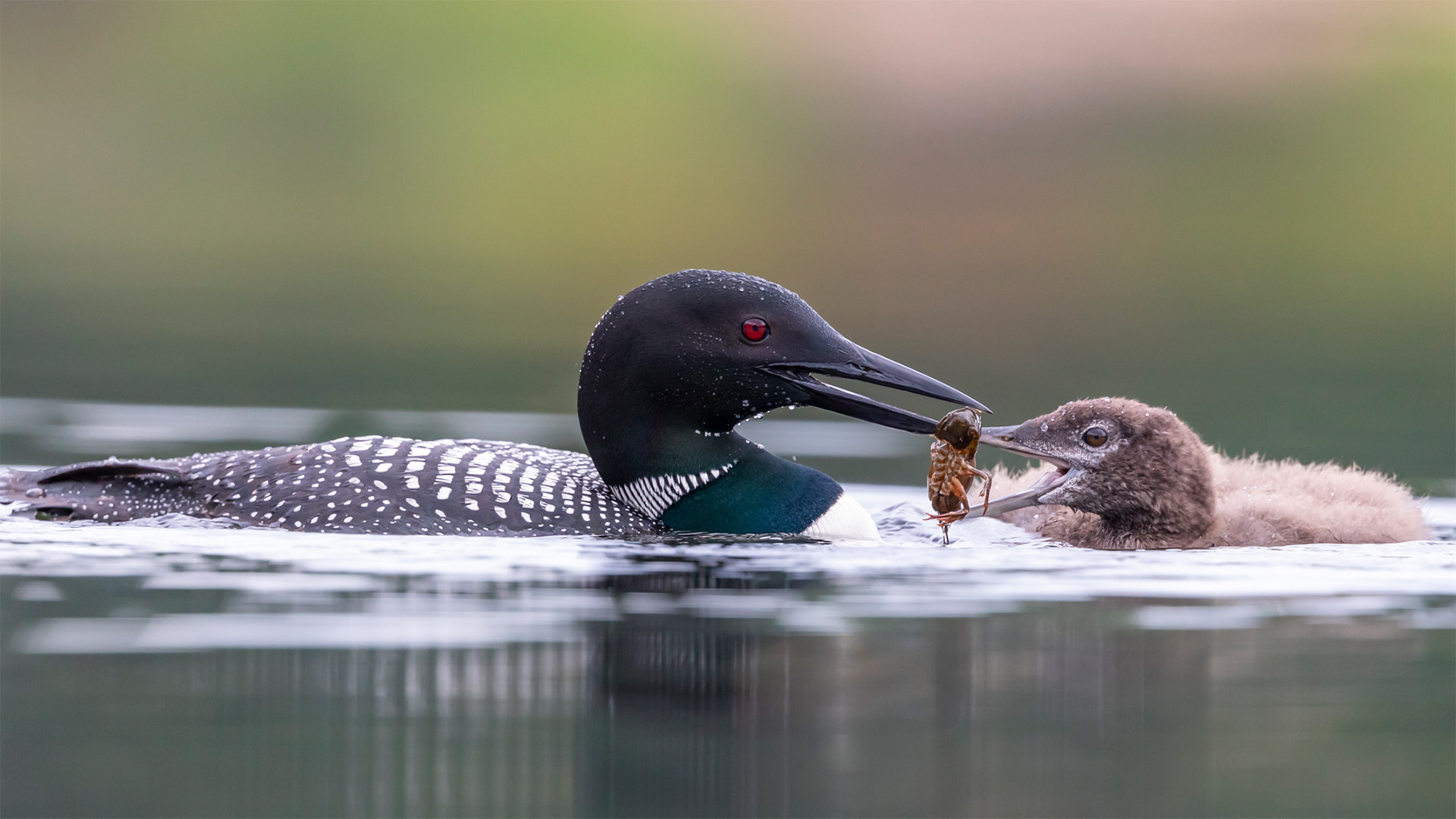 Courses – Birds Canada Learn