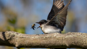 An Eastern Kingbird sitting on a thick branch has it's bill wide open as it's about to eat a bug.