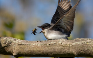 An Eastern Kingbird sitting on a thick branch has it's bill wide open as it's about to eat a bug.