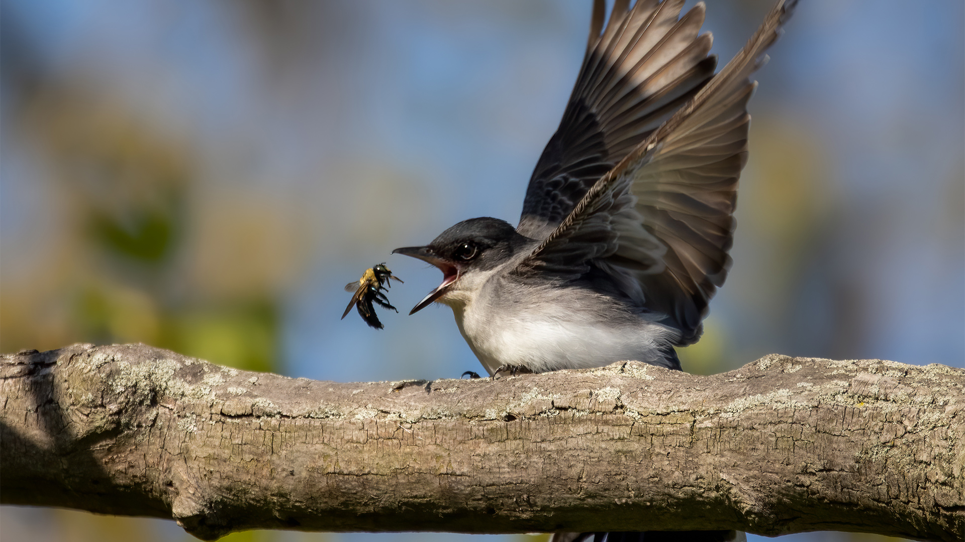 An Eastern Kingbird sitting on a thick branch has it's bill wide open as it's about to eat a bug.