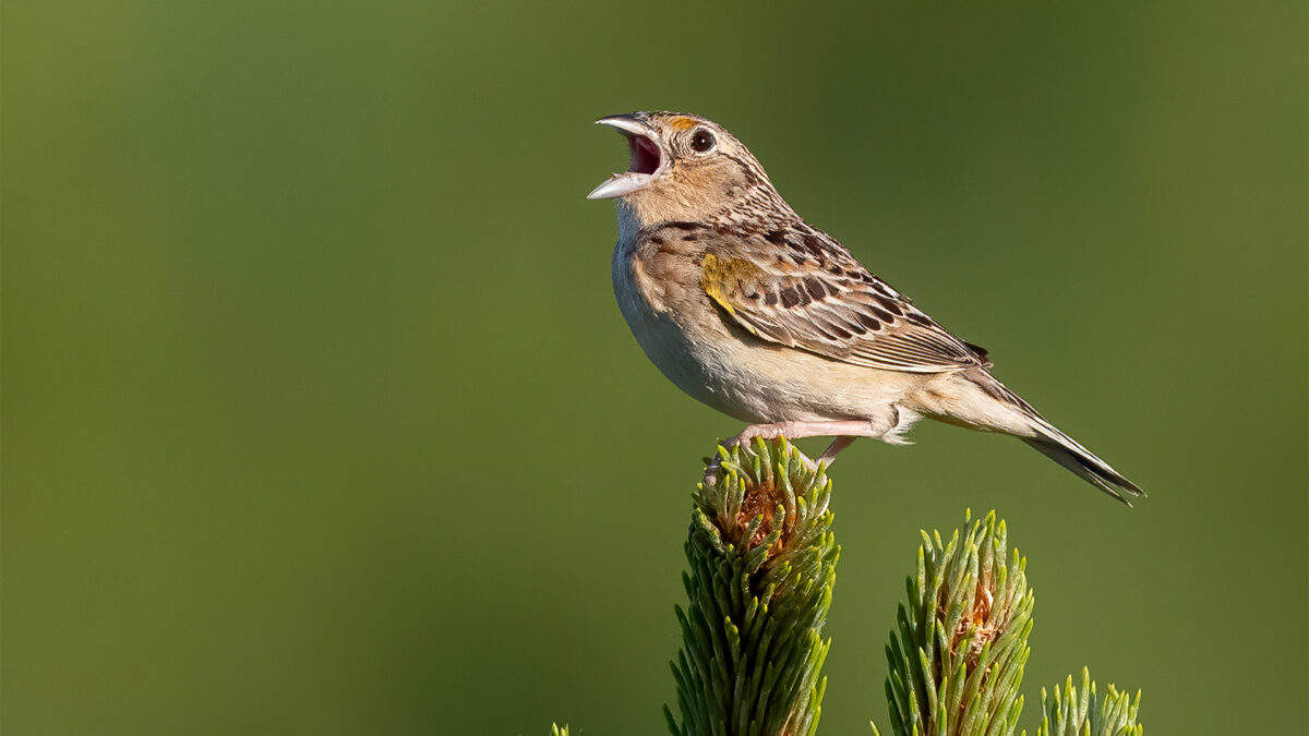 Courses – Birds Canada Learn