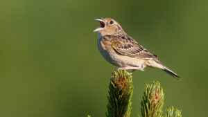 A Grasshopper Sparrow is perched on a spruce, with a green forest background. It's bill is open, singing.