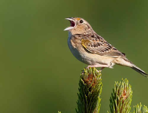 New course added: Learn by Listening: About Birds