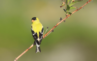 A male American Goldfinch with bright yellow and bold black plumage perches on a tree, looking over it's shoulder at the camera. Green forest background.