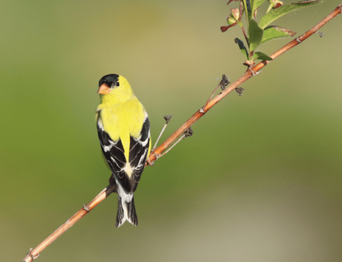 New course added: Birding for Beginners