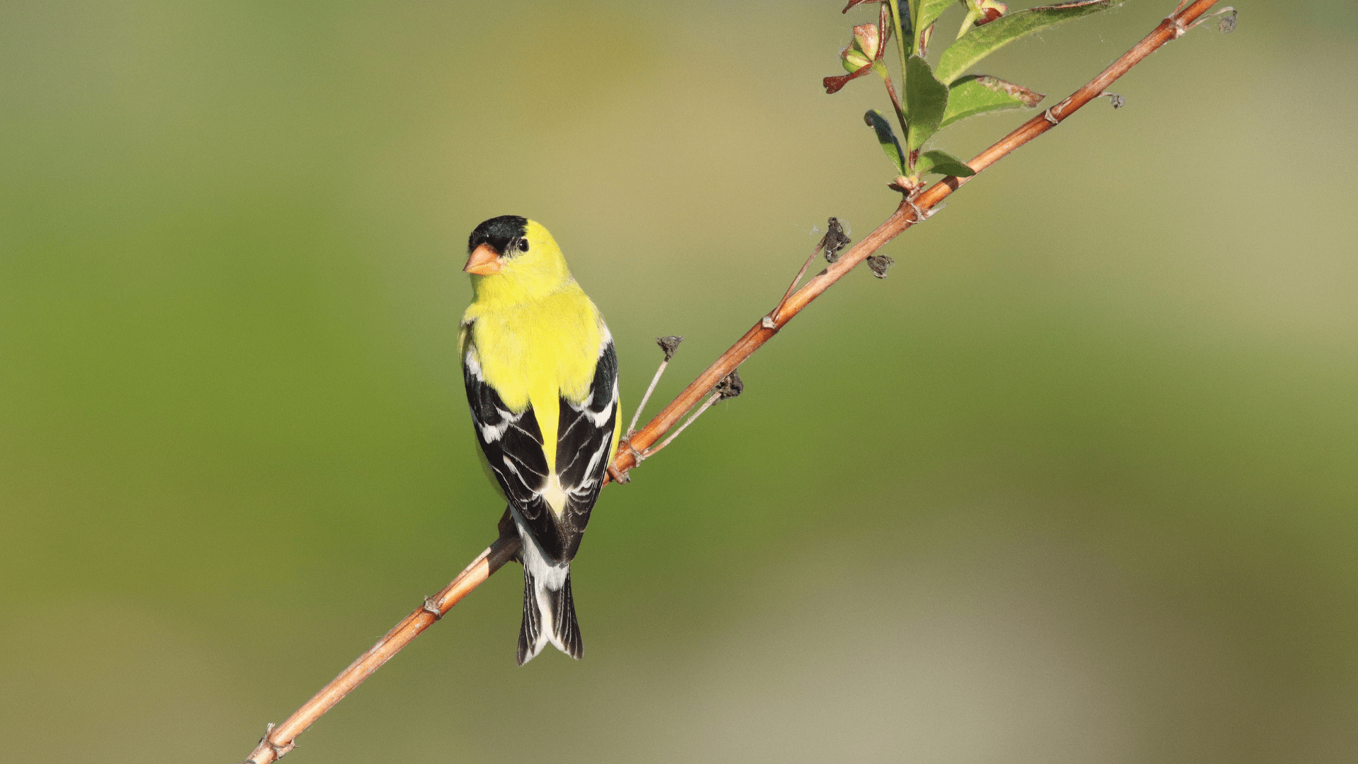 A male American Goldfinch with bright yellow and bold black plumage perches on a tree, looking over it's shoulder at the camera. Green forest background.