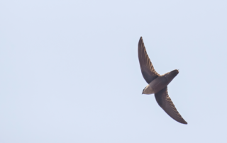 A Chimney Swift flies overhead, wings clearly extended with blue sky.