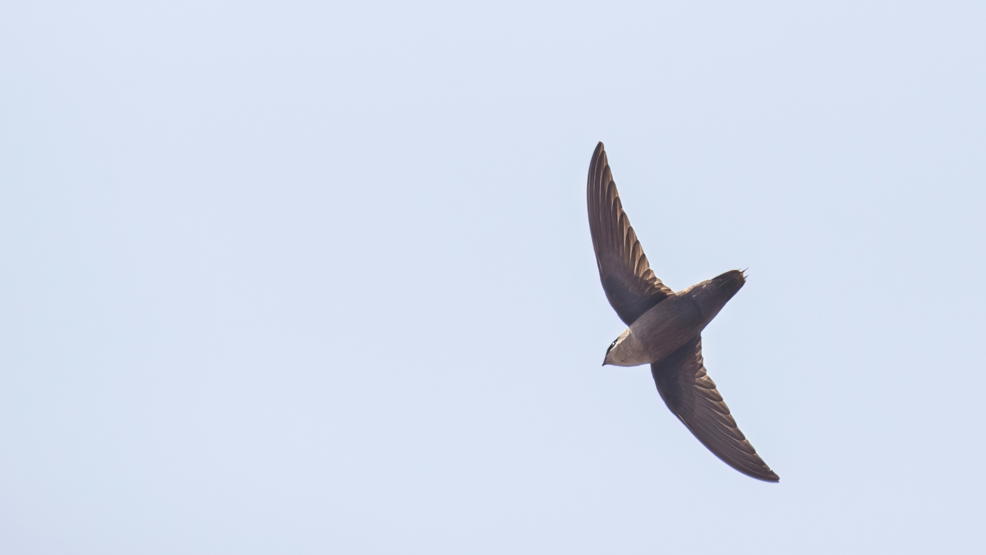 A Chimney Swift flies overhead, wings clearly extended with blue sky.