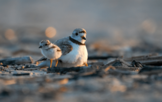 A Piping Plover adult and chick sit on the beach close together.