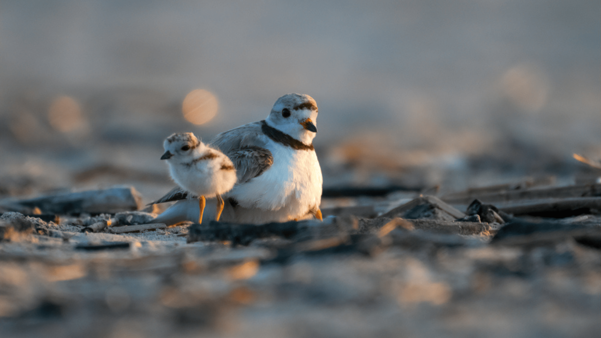 A Piping Plover adult and chick sit on the beach close together.