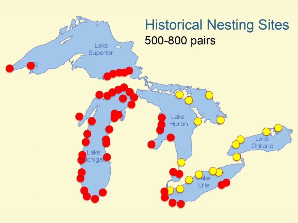 A map of the Great Lakes showing where the historical nesting pairs were located in Canada and the United States. The density is highest around Lake Michigan.