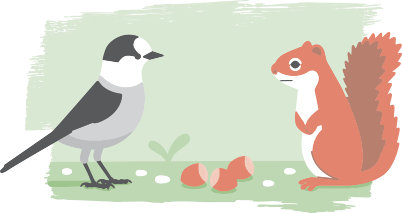 An illustration of a Canada Jay and a Red Squirrel facing each other with a pile of acorns in between them.