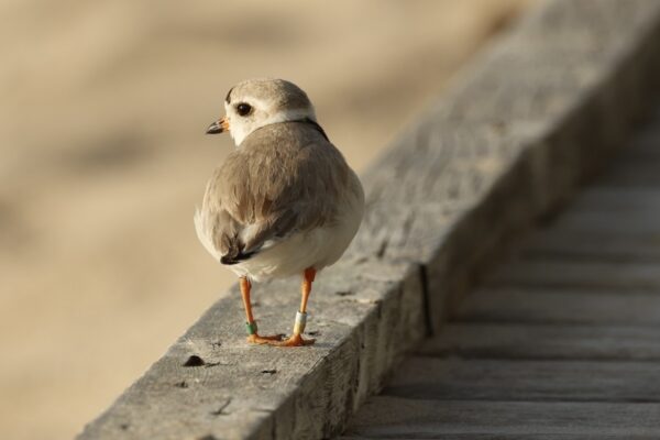 A Piping Plover wearing leg bands walks along a beach boardwalk.