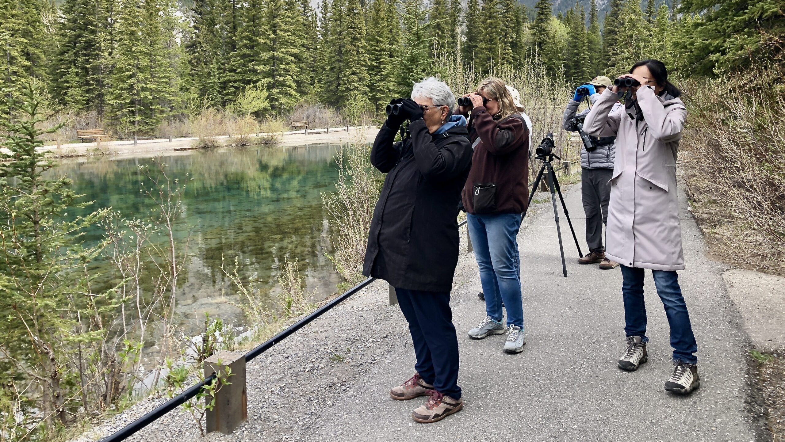 A group of volunteer birdwatchers looks through binoculars in a mountain landscape.