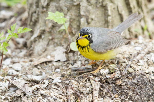 A Canada Warbler stands on the ground at the base of a tree.