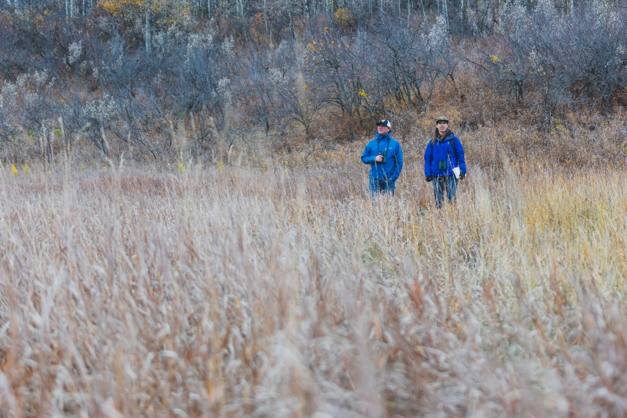 Two birdwatchers walk through a grassy field with binoculars in their hands.