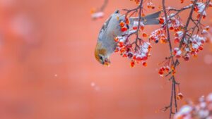 Identifying Birds in Canada: Winter Sparrows and Finches