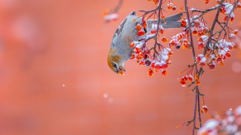 Courses Birds Canada Learn