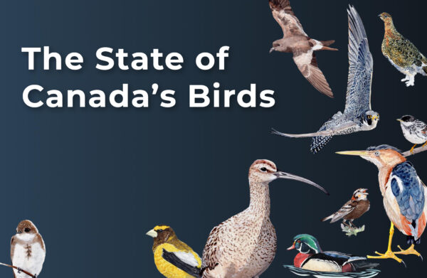 A graphic showing the title "The State of Canada's Birds" along with several colourful bird illustrations.