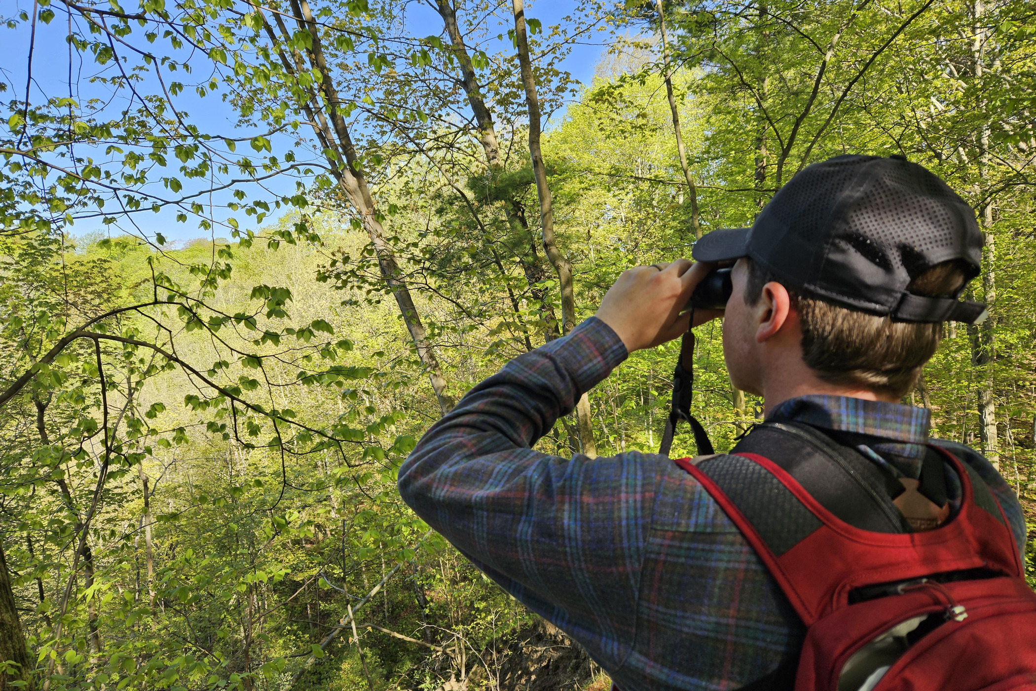A birder is looking through binoculars into some trees.