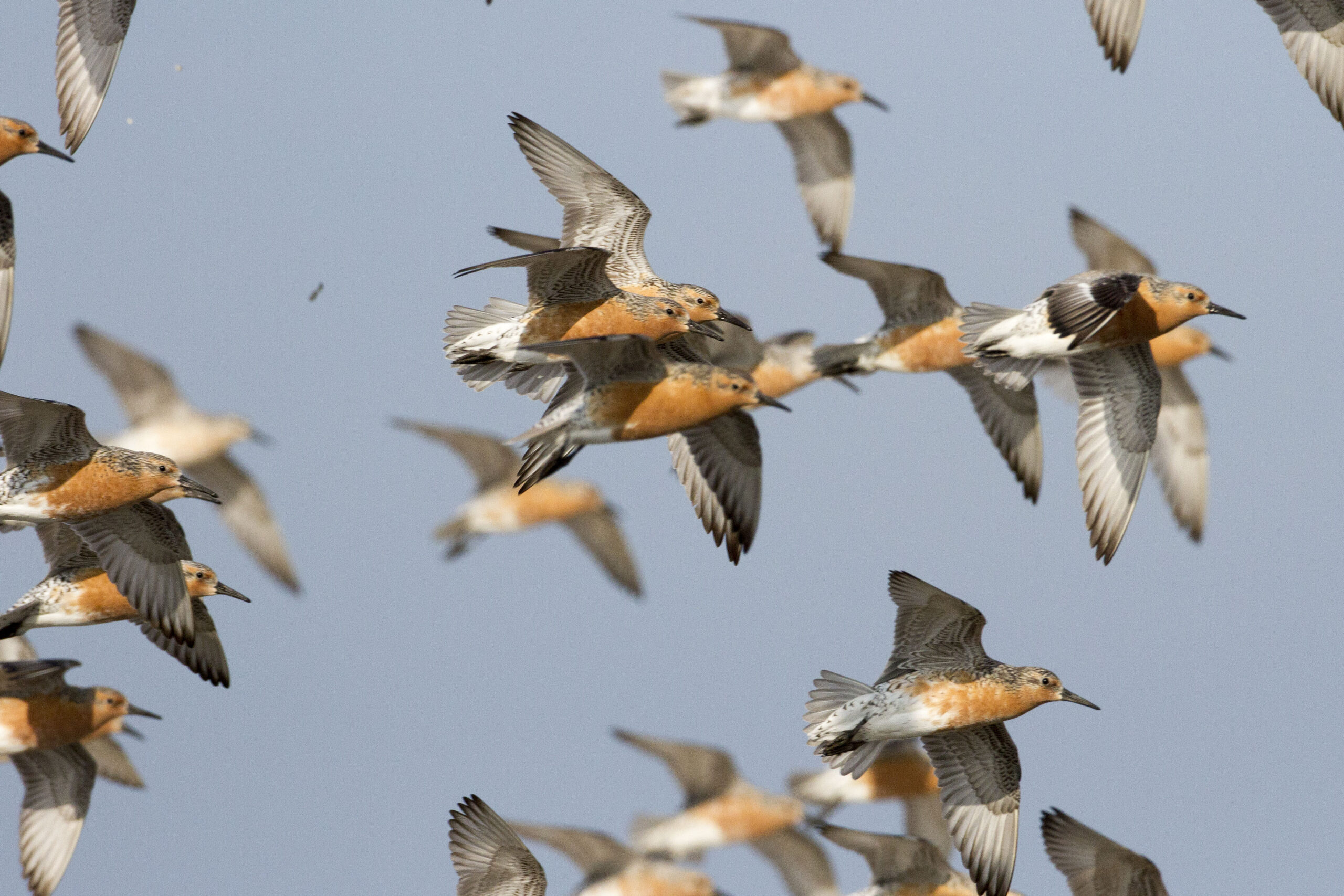 A flock of rust-coloured sandpipers is flying overhead.